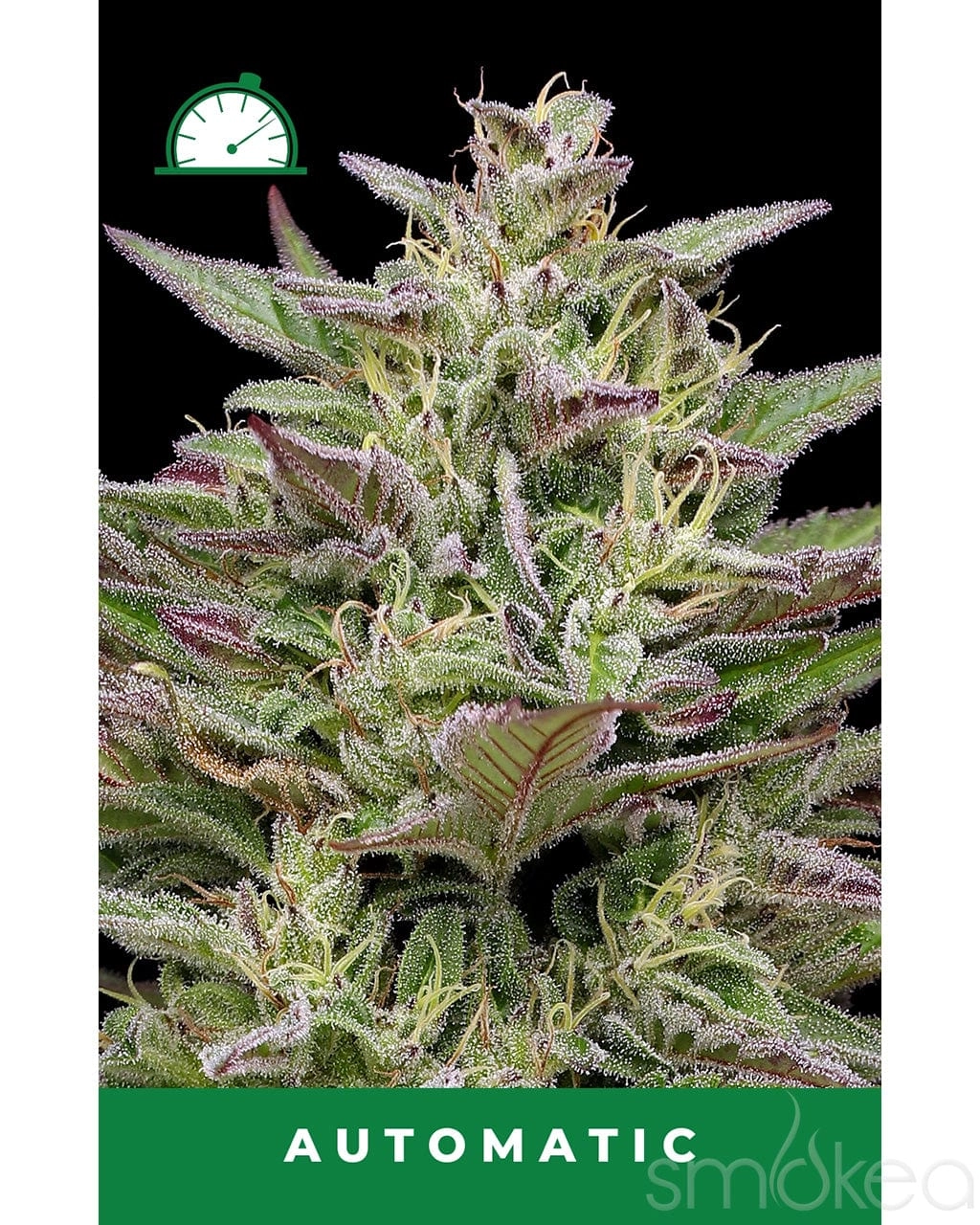 Humboldt Seed Co. Autoflower Cannabis Seeds - Trainwreck